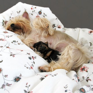На фото: йорширский терьер, спящий на боку на перине, блондинка, вплотную к ней спина к животу спит щенок йоркширского терьера черного цвета